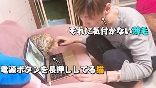 邪魔することを絶対やめない猫