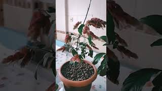 Bütün İslam Aleminin Ramazan Bayramı Kutlu Olsun