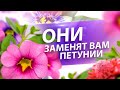 ЧЕМ ЗАМЕНИТЬ ПЕТУНИЮ? ТОП-3 ЦВЕТКА ДЛЯ 2021