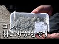 スーパーで買った釜揚げしらすを釣りエサにしてみたら…脅威の食わせ力に衝撃走る。