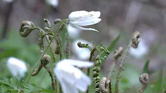 2021年4月11日　田人町貝泊　川と桜