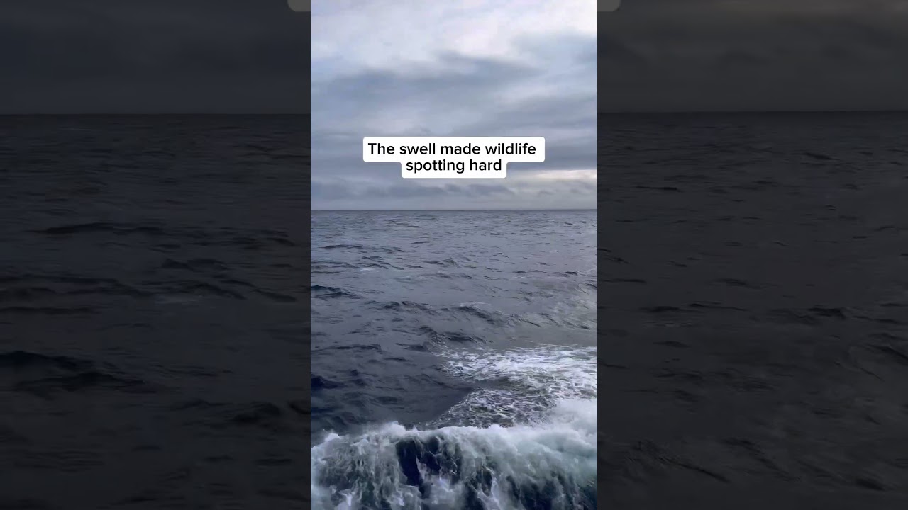 After 5 full days at sea, we’re almost at Macquarie Island.