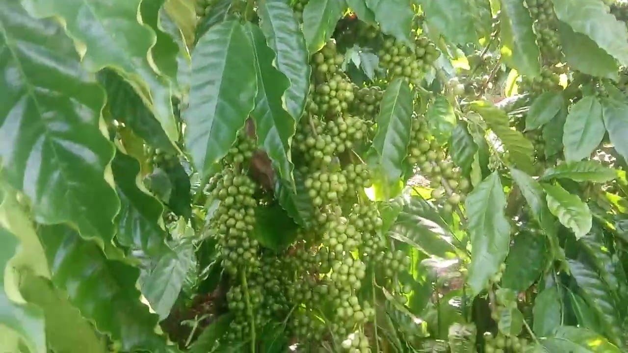 Cà dây thả đọt rất đẹp 