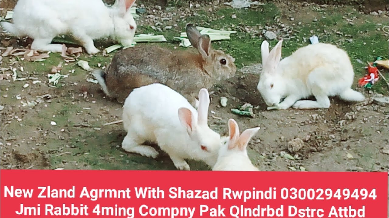 Jami Rabbit farming Company Pakistan #gulzarrabbit #rabbit #animal # ...