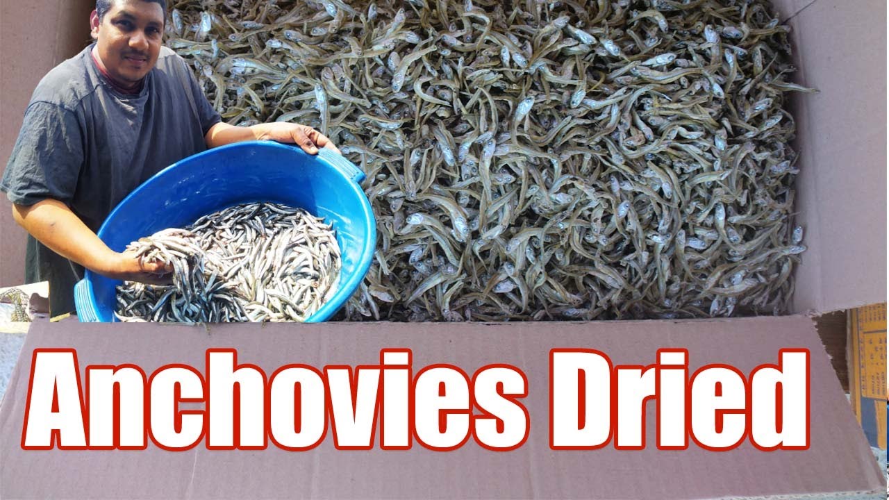 Homemade Dry Anchovy വീട്ടിൽത്തന്നെ മണം ഇല്ലാതെ ഉണക്കമീൻ ഉണ്ടാകാം How