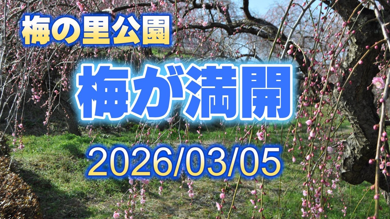 梅の里公園　梅が満開　20260305