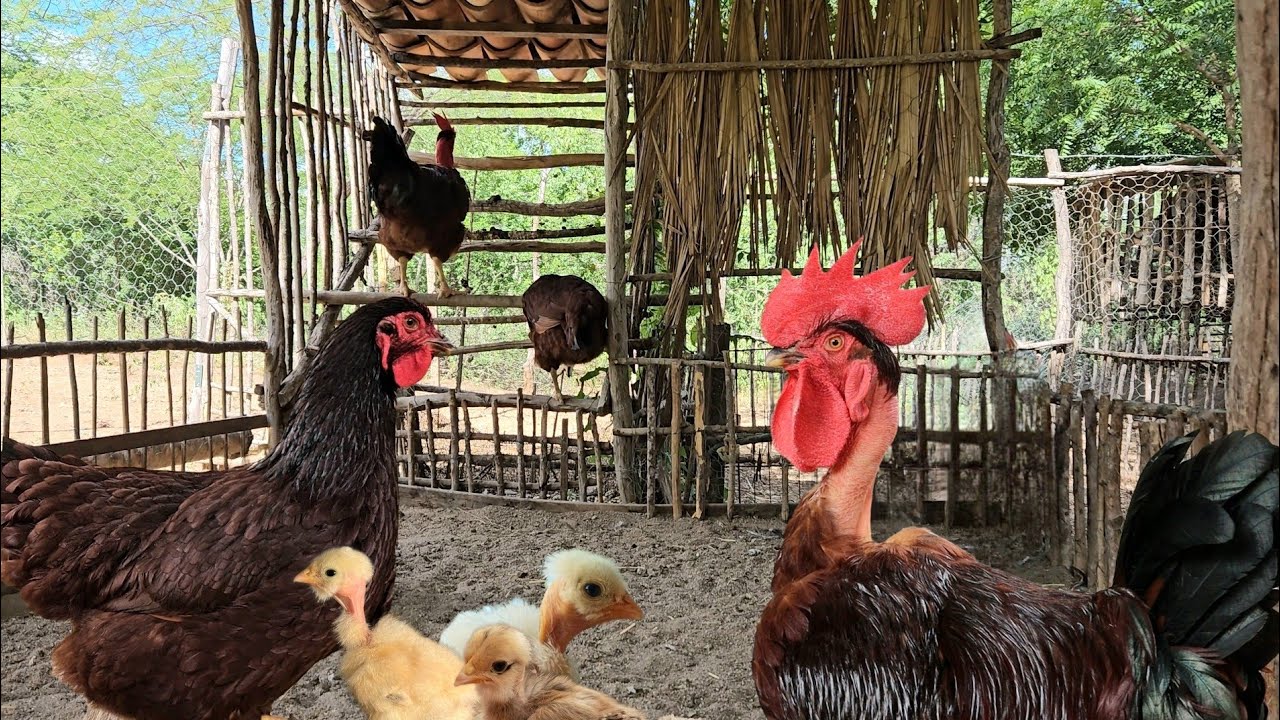 O CRUZAMENTO PERFEITO! Rhode Island Red com Pescoço Pelado 🐔🔥
