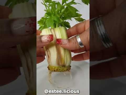 Video: Root-To-Stalk-Gemüse – Gartenarbeit für Root-to-Stem-Kochen