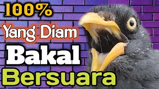 Putar Suara Ini ‼️ Masteran Jalak Kebo Terpopuler 100% Bakalan Nyaut Dan Gacor, Buktikan ‼️
