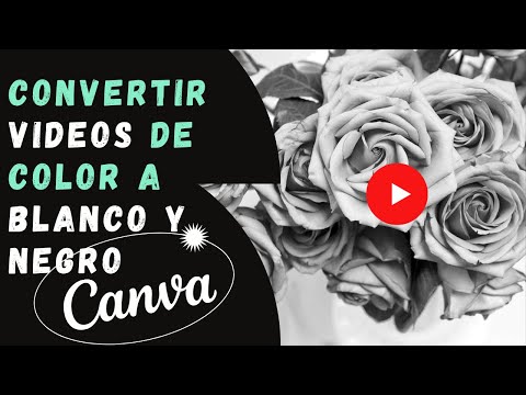 ✨Videos de Color