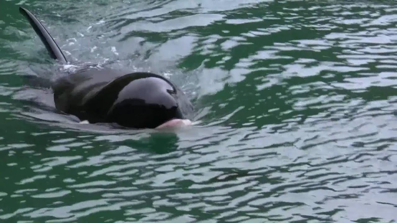 なんとなく放浪 シャチ ナミ