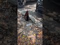 #shorts Where are the chickens? Why only roosters? #roosters #chickens