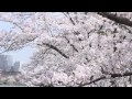 千波湖桜