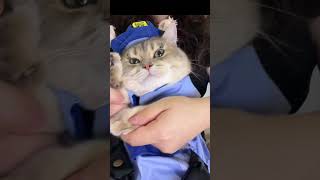 Cat #shorts #cat #youtube #cats #fyp #kucing #pet  #youtubeshorts #viral #trending
