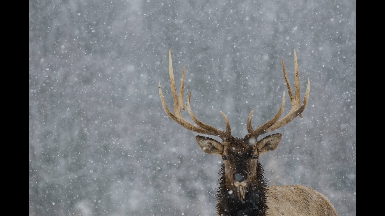 Photographing Elk YouTube
