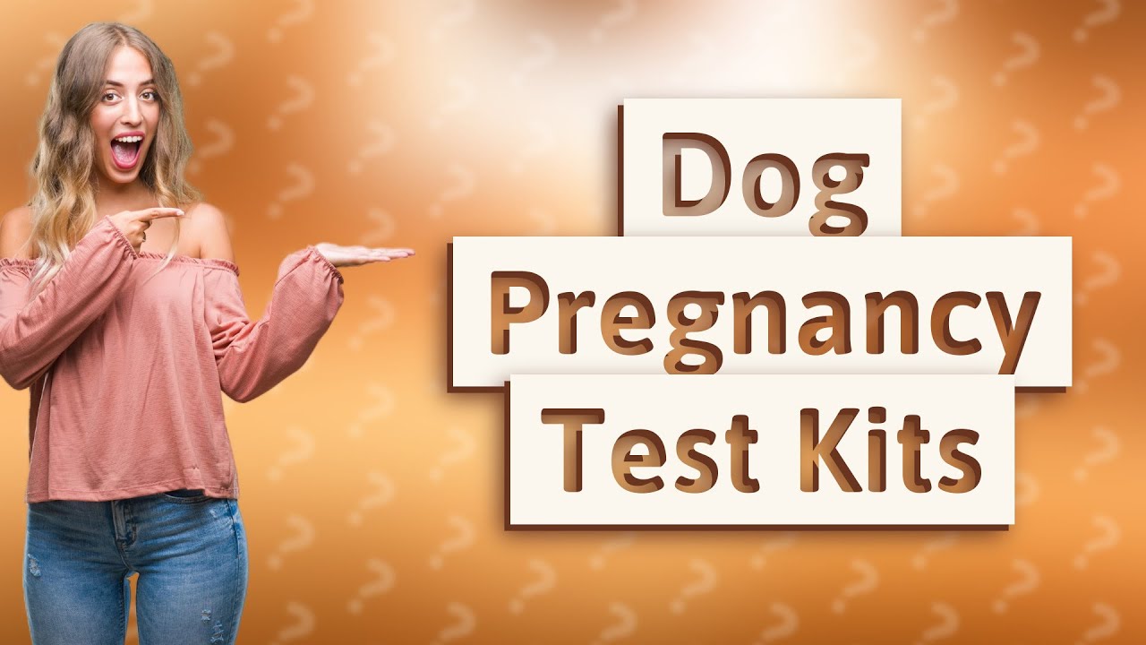 can-you-test-a-dog-for-pregnancy-at-home-youtube