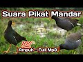 Suara Pikat Mandar Ampuh Auto Nyamperin - Suara Pikat Burung Mandar Sawah Keras & Panjang Full Mp3