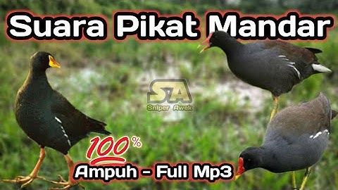 Suara Pikat Mandar Ampuh Auto Nyamperin - Suara Pikat Burung Mandar Sawah Keras & Panjang Full Mp3