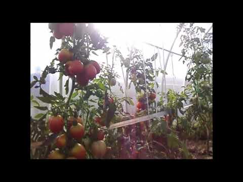 Video: De Barao Pomidorų Linija