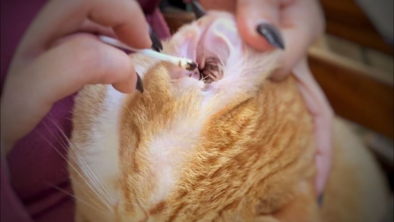 Ear Cleaning for Outdoor Cat Thick and Satisfied YouTube