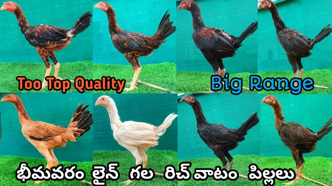 రిచ్ వాటం గల 8 పిల్లలు అమ్మబడును||Bhimavaram Line Batch-1||9390768574||Richvatam Breed||