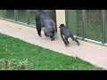 シャバーニと娘アニー⑦  Dad Shabani & daughter Annie  gorilla