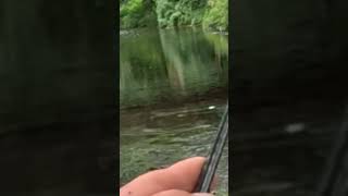 дикая форель #fishing #ловляхариуса