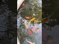 Beautiful fish #fish #beautifulfish