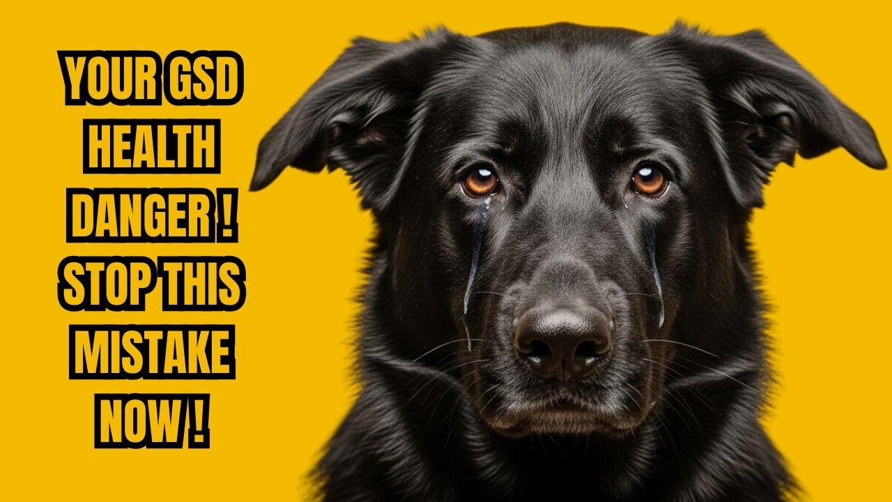 Прекратите совершать эту опасную ошибку — защитите здоровье своей немецкой овчарки прямо сейчас!