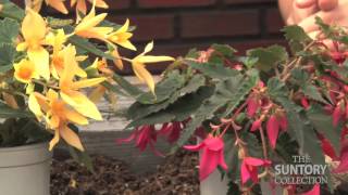 Grower Tips & Benefits: Crackling Fire Begonias