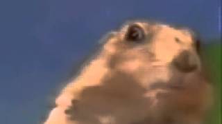 dramatic chipmunk