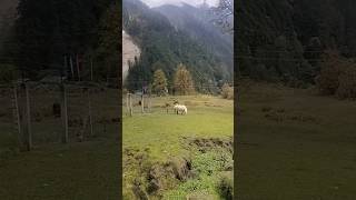 Lachen Fisheries North Kim