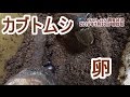 カブトムシの飼育状況-卵の採取-
