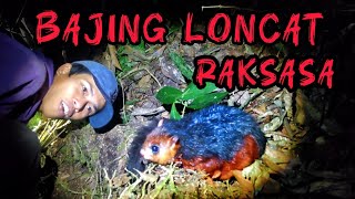 MENEMUKAN BAJING LONCAT, TUPAI TERBANG RAKSASA || TANDO