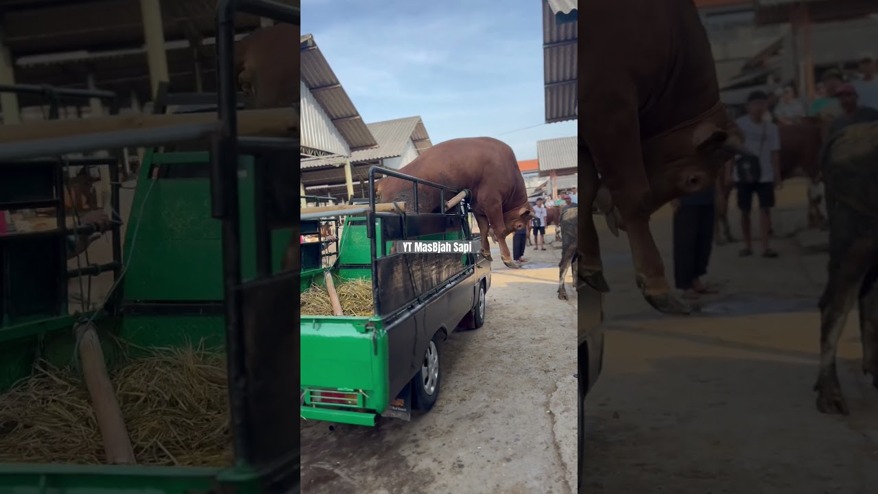 LOMPAT MOBIL🔥MBEROT NDADI‼️