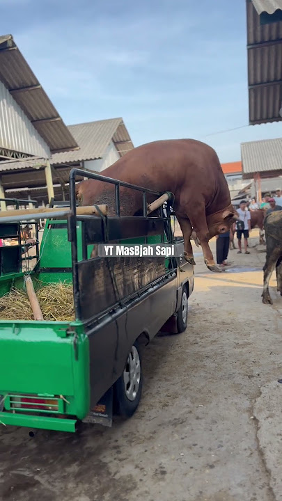 LOMPAT MOBIL🔥MBEROT NDADI‼️#shortvideo #shorrts #shorts #fypシ゚viral #masbjahsapi #maturafarm #fyp