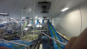 JBT FTNON Salad & Vegetable Processing Factory