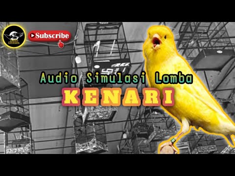 simulasi lomba kenari,,sekali dengar di jamin langsung nyaut bunyi