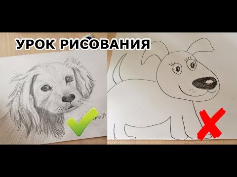 Как нарисовать чипитосиков