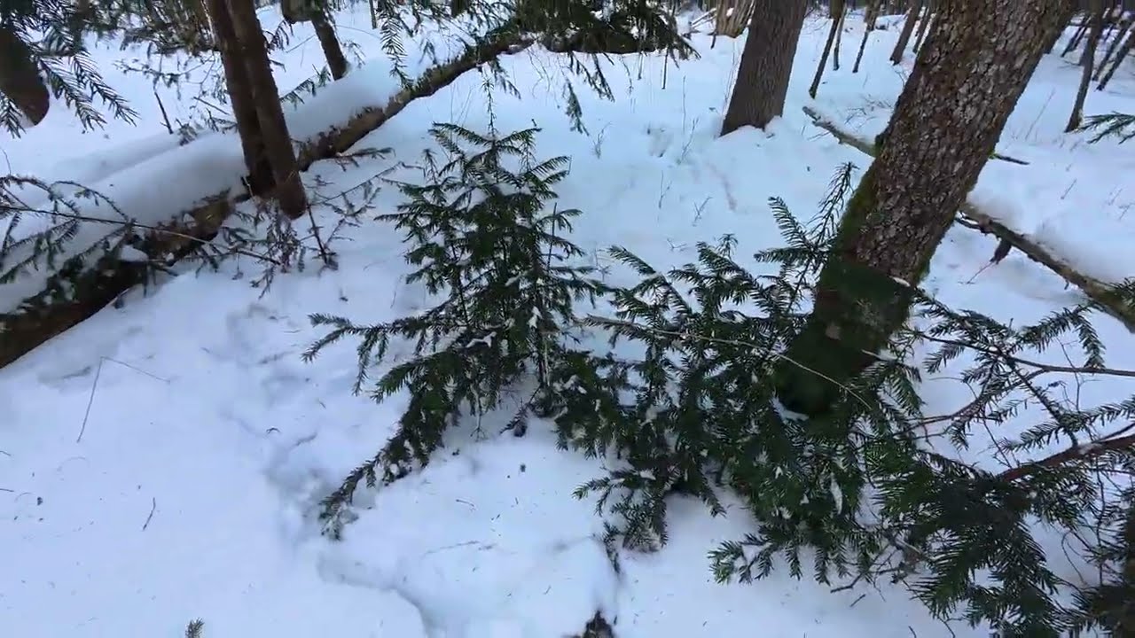 Īve - stratēģiskā izdzīvotāja 