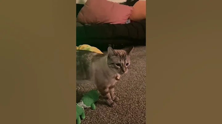 Watch the video about #funny #pets #catlover #cats #funnycats #meow #cat #catlover