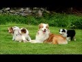 Australian Shepherd - puppies 7 weeks