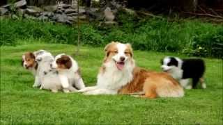 Australian Shepherd - puppies 7 weeks by Denny Denda 112,383 views 8 years ago 7 minutes, 2 seconds