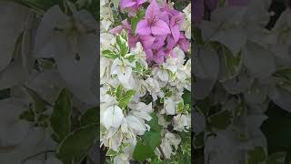 Bunga Bougenville aka Bunga Kertas #shorts #viral #video #flowers #beautiful