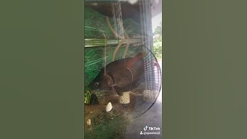 cá thác lác độc lạ nha ae ơi