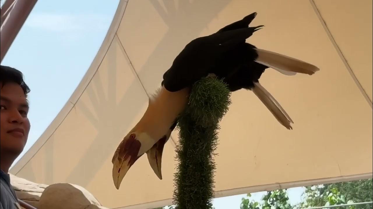 Dubai Safari Bird Show YouTube dubai-safari-bird-show-youtube