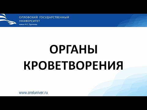 Органы кроветворения. гистологические препараты