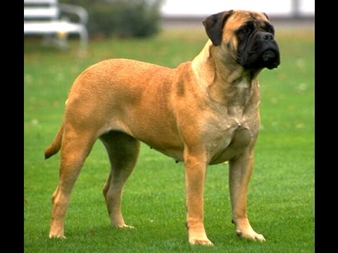 Бульмастиф, все породы собак, 101 dogs Введение в собаковедение