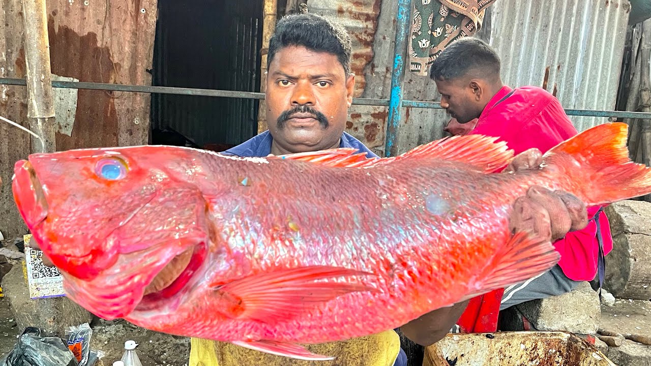 KASIMEDU SPEEDSELVAM BIG SIZE RED SNAPPER FISH CUTTING VIDEO #kasimeduselvam #fishcutting 