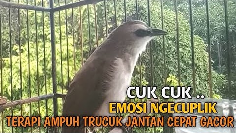 Trucuk BETINA memanggil Jantan Suara Birahi Ngecuplik 100% pancingan trucukan gacor agar BUNYI EMOSI